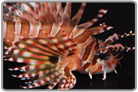 Dwarf Lionfish